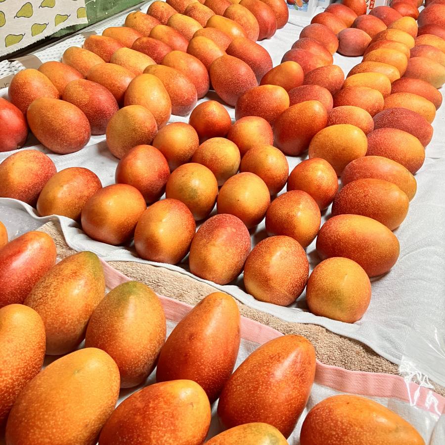 【もったいない！を食べよう】沖縄県産 完熟マンゴー 3玉～7玉 （1.5kg）