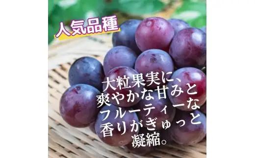 ピオーネ たねなし 2kg 厳選 / ぶどう 種無し 甘い 高級 和歌山 ※2026年8月中旬～9月中旬に順次発送 ※北海道・沖縄・離島への配送不可 【tec511-p-2B】