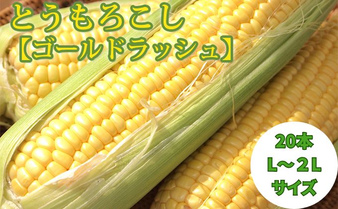 【2025年8月～発送】北海道 富良野産 とうもろこし ≪ゴールドラッシュ≫ L～2Lサイズ 20本 沖縄 離島不可 (鷲見農園) とうもろこし とうきび コーン 野菜 新鮮 甘い ジューシー 贈り物 ギフト 道産 直送 ふらの
