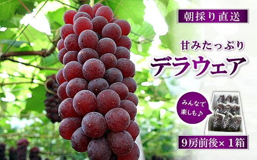 【令和7年産先行予約】 朝どりデラウェア 1箱 (9房前後入り) 《令和7年7月中旬～発送》 『漆山果樹園』 葡萄 ぶどう ブドウ 種なし 新鮮 果物 フルーツ デザート 山形県 南陽市 [661]