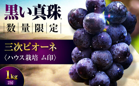 【先行予約】【7月中旬以降順次発送】 三次ピオーネ 1kg ぶどう ぶどう ぶどう ぶどう ぶどう [APBD001]