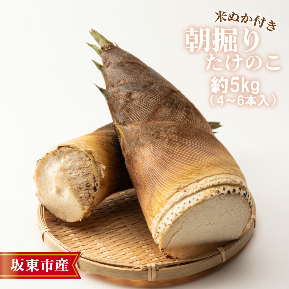 【ふるさと納税】茨城県坂東市産 朝掘りたけのこ 約5kg（4～6本入）・米ぬか付き ／ 野菜 タケノコ 筍 新鮮 旬 春の味覚 坂東市産 送料無料 茨城県 No.710