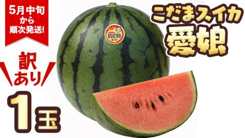 【訳あり】 際まで甘い こだまスイカ 愛娘 （１玉） 【2026年5月中旬より発送開始】 スイカ 西瓜 旬 旬の果実 旬のフルーツ くだもの 果実 フルーツ 夏 小玉スイカ 小玉 果物 美味しい [BC060sa]