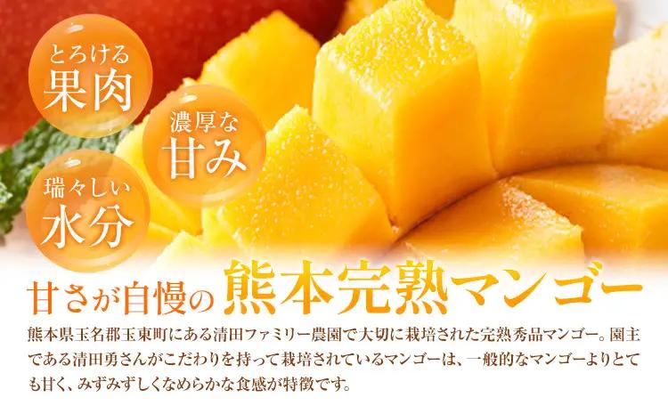 マンゴー 秀品 清田ファミリー農園 2～3玉 |マンゴー