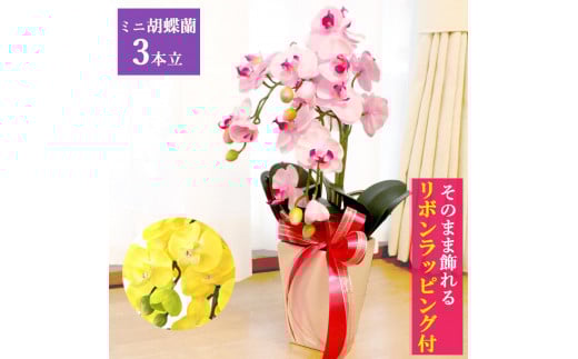 
                  造花 シルクフラワーのミニ胡蝶蘭の鉢植 3本立 CT触媒 ／ お花 コチョウラン 埼玉県
                