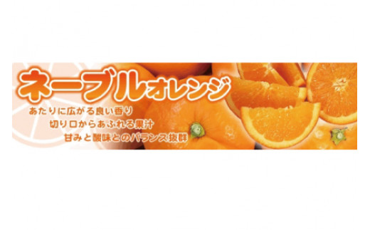 ネーブル 約7kg/サイズおまかせ　※2025年1月中旬～2025年2月上旬頃に順次発送予定(お届け日指定不可)　紀伊国屋文左衛門本舗　【ntbt430A】