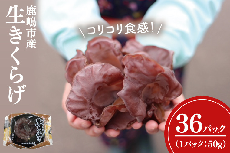 
                  生きくらげ 1.8kg (50g入)×36パック 国産 純国産 キノコ 茸 木耳 コリコリ食感 肉厚 食物繊維 ビタミン 安心 安全 炒め物 スープ サラダ ビタミンD 和食 洋食 中華 美味しい きくらげ こだわり ご家庭用 農薬不使用 茨城県産 鹿嶋市産 ふるさと納税 茨城県 鹿嶋市
                