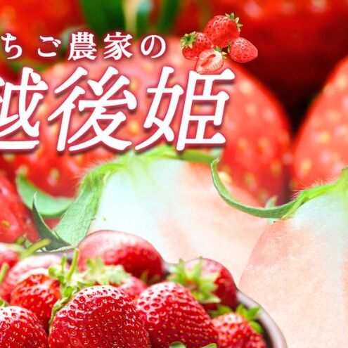 いちご 雪国完熟越後姫 約170g×4P 苺 イチゴ フルーツ 完熟 越後 新潟