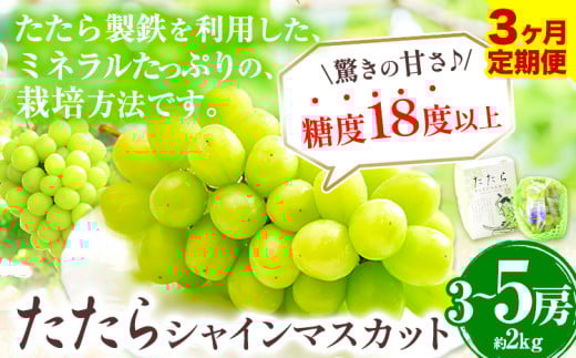 【先行予約】 【3回定期便】マスカット シャインマスカット 3~5房(約2kg)《2026年8月下旬-10月下旬頃出荷予定》たたらみねらる ギフト 糖度18度以上 フルーツ 種無し ぶどう 葡 Y&G．ディストリビューター 岡山県 笠岡市 定期便
