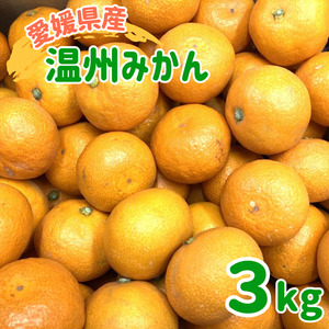 訳あり 温州みかん 3kg ご家庭用 人気 数量限定 先行予約 愛媛 みかん 柑橘 【2025年11月上旬以降発送】｜A109