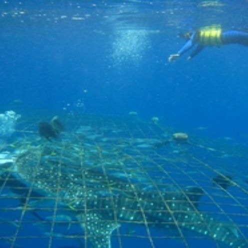 【ふるさと納税】大迫力！ジンベエザメ シュノーケル＜5名様＞