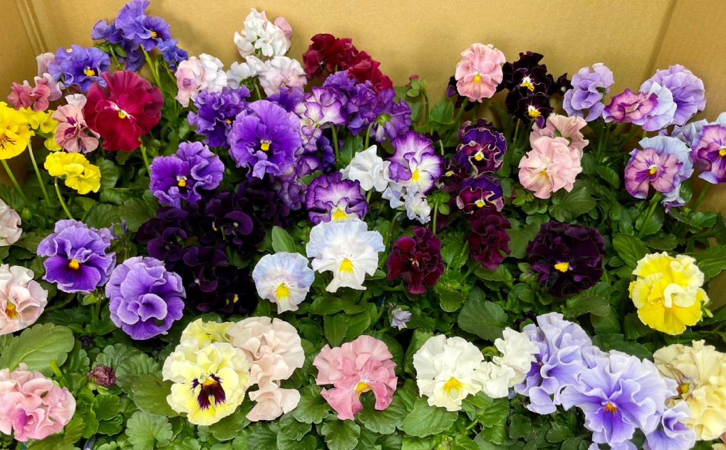 
                  オリジナルフリルタイプのパンジービオラ 28鉢セット 花 ビオラ オリジナルビオラ 苗 ガーデニング 園芸 花色 インテリア 【 2026年11月下旬から2027年1月上旬迄発送予定 】
                