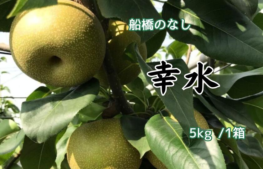 
                  船橋のなし 幸水 5kg（大金園）
                