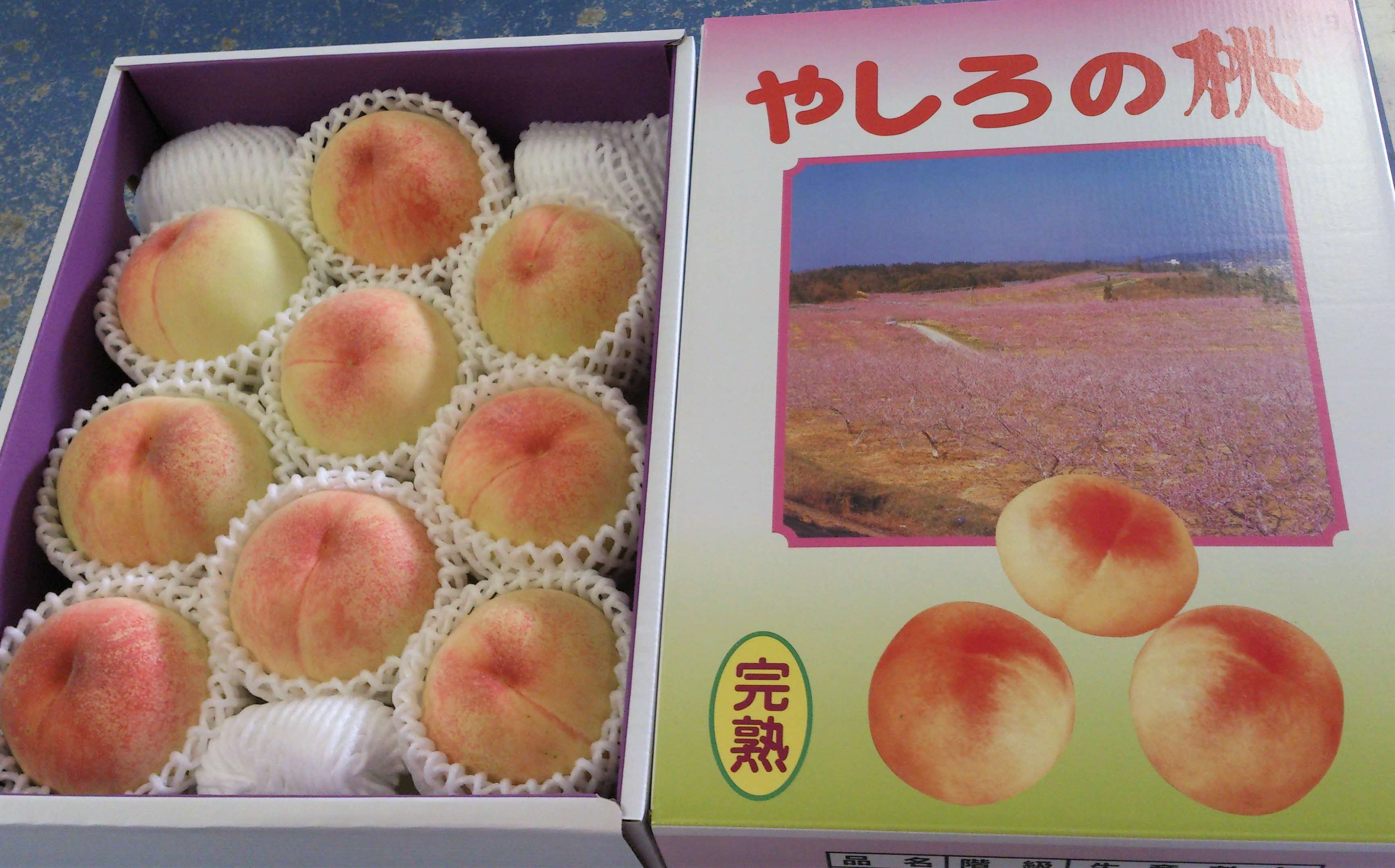 【ふるさと納税】2026年産 先行予約 桃 加東市産 古跡農園の『 やしろの桃 』1.5kg（5〜6玉）[ もも モモ 果物 フルーツ ]　お届け：2026年7月中旬〜2026年8月中旬