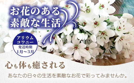 【先行受付】【1月～3月発送】アリウムコワニー 15本～20本 徳島県 那賀町産【相生の花 生花 お花 花束 生け花 華道 生産者直送 プレゼント 贈り物 フラワーアレンジメント インテリア ドライフ