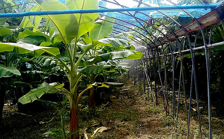 名護市産　冷凍完熟アップルバナナ1kg 名護市 なご ばなな 冷凍 食物繊維 手軽 アイス デザート アレンジ 真空パック 食べやすい おやつ 新鮮 完熟 一口サイズ 甘味 栄養満点 ヨーグルト スム