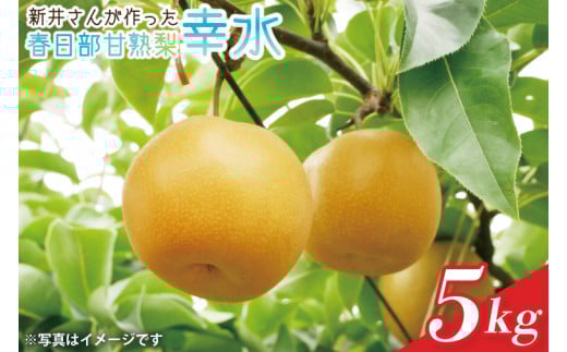 【数量限定】新井さんが作った春日部甘熟梨（幸水）5kg(CA002-1)