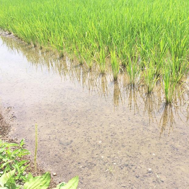 【定期便全6回】新潟県産米厳選食べ比べ 5kg（受注の翌月から毎月配送）｜新潟県　新潟　佐渡　佐渡産　コシヒカリ　こしひかり　魚沼産　魚沼　新之助　おこめ　お米