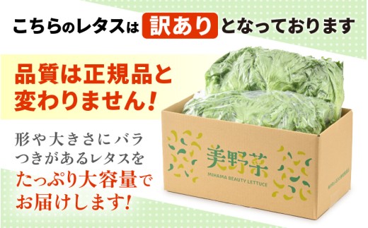 【訳あり】不揃い 苦くな～い！野菜ぎらいの子もモリモリ食べるやさしいレタス 500g×1袋（栽培期間中農薬不使用・洗わず食べられる）【野菜 生野菜 レタス サラダ お弁当 水耕栽培 洗わず食べられる 時短 付け合わせ】[m40-a025]