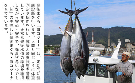 豊後まぐろ ヨコヅーナ 訳あり スジ肉 1kg 鮪 マグロ すじ肉 希少部位 ツナ ステーキ 天ぷら BBQ 塩焼き 煮つけ 冷凍 漬け丼 大分県産 九州産 津久見市 国産