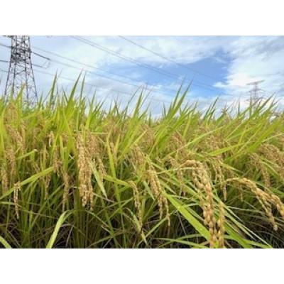 ふるさと納税 川西町 令和6年産 山形県産【はえぬき】精米 10kg(10kg×1袋) |  | 02