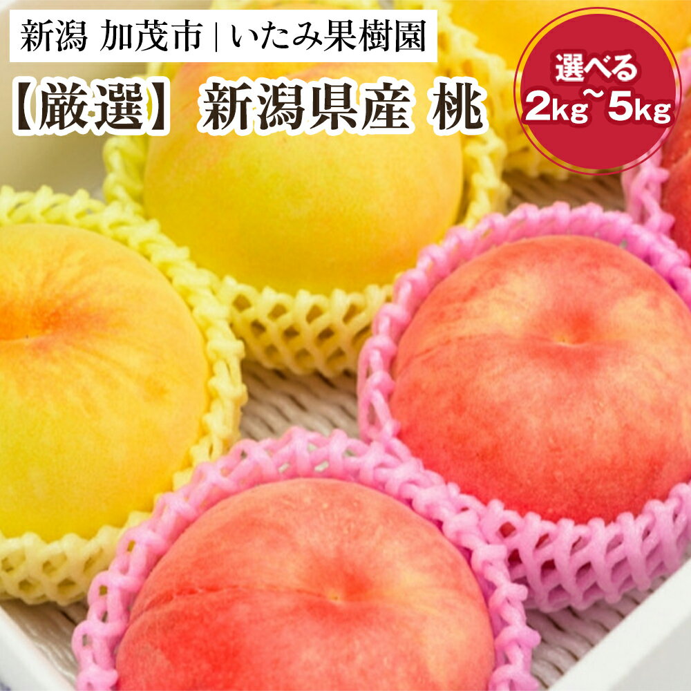 【ふるさと納税】【2025年先行予約】新潟県産 厳選旬のもも 「約2kg」or「約3kg」or「約5kg」 《7月下旬〜8月中旬配送予定》果物 フルーツ 桃 加茂市 いたみ果樹園