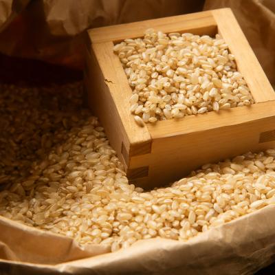 ふるさと納税 三条市 新米 新潟県特別栽培米 コシヒカリ10kg 玄米「島米(しまんこめ)」 令和7年産【030S101】 |  | 03