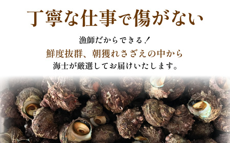 素潜りさざえ 2kg ｜サザエ 北陸 厳選 貝 [B-018006]
