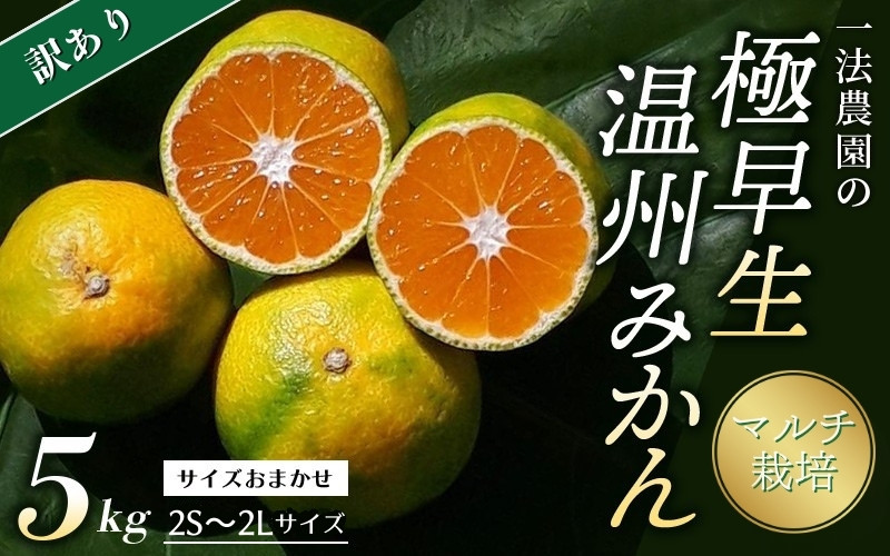 
            【先行予約】一法農園の極早生温州みかん 5kg ご家庭用 ちょこっと訳あり  2S-2Lサイズ混合  マルチ栽培【2025年9月下旬～10月下旬までに順次発送】 / みかん 蜜柑 極早生 数量限定 温州 ミカン 先行予約 フルーツ 果物 くだもの
          