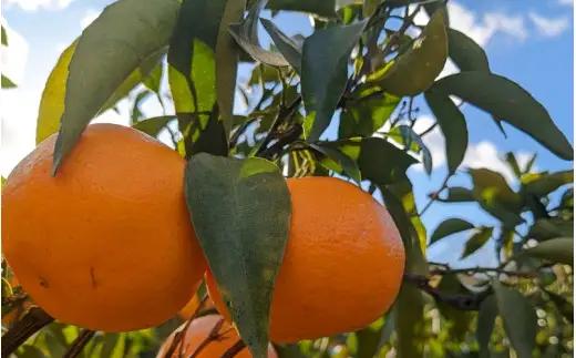 はるみ 和歌山 みかん 秀品 Lサイズ 20個入り 贈答用 / はるみ 柑橘 贈り物 フルーツ 果物 ※2027年1月中旬頃～3月上旬頃に順次発送予定【ksmt013-r-20】