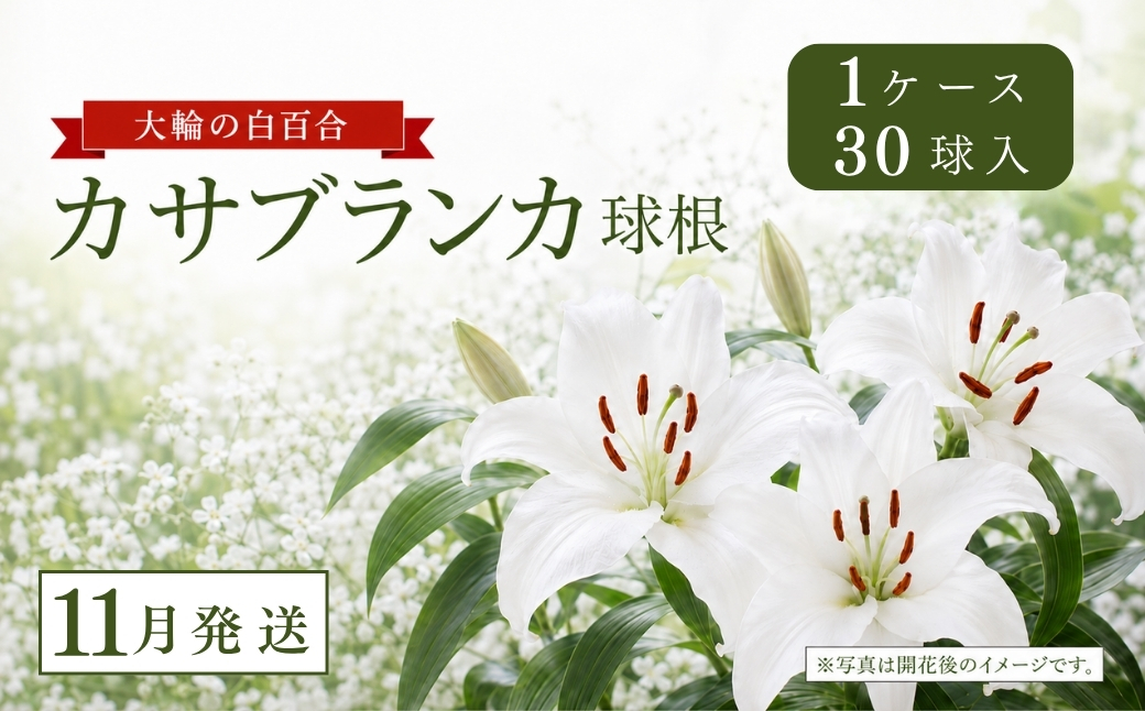 【11月発送】カサブランカ球根 計30個 (30個入×1ケース)  127531-039-nov