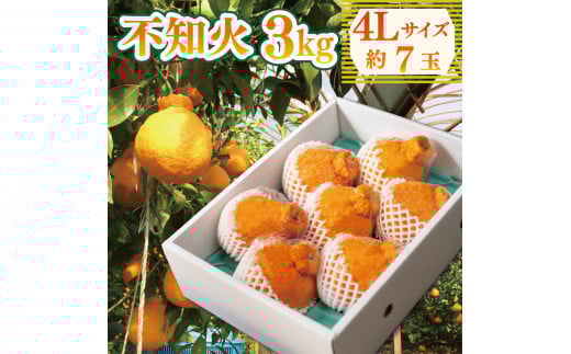 先行予約 不知火 約3kg 4Lサイズ 7玉 しらぬい みかん 蜜柑 果物 フルーツ 柑橘 オレンジ ゼリー ジュース アイス ケーキ デザート スイーツ ジャム 糖度 甘い ビタミン 美容 健康 送料無料 徳島県 阿波市 山中農園