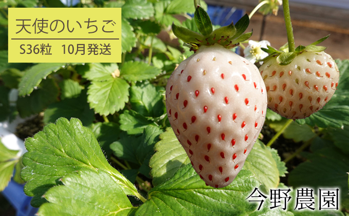 2024年10月発送 北海道 仁木町産 いちご「 天使のいちご (登録商標)AE(エンジェルエイト)」(S36粒) 果物類 果物 くだもの 苺 イチゴ フルーツ [今野農園]