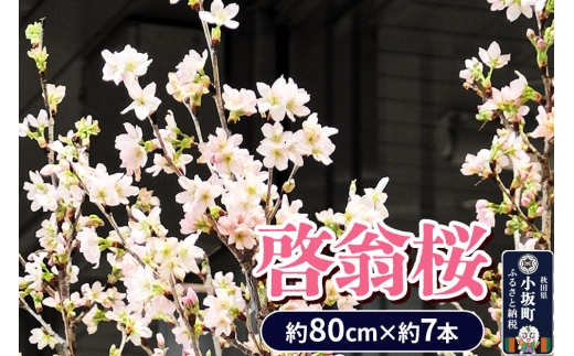 《予約受付》啓翁桜 約80cm×約7本 [さくら 桜 サクラ 花 桜のお花 フラワーギフト 花ギフト プレゼント モダン おしゃれ お正月飾り 正月桜 秋田県 小坂町 啓翁桜小坂会]