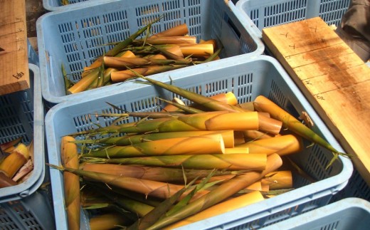 【2027年お届け】大名筍 3kg ( 約11本 ) ( 竹島産 )～2027年5月中旬以降順次発送予定～