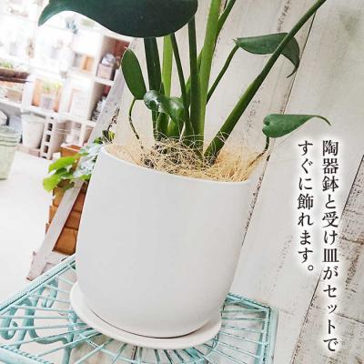 ふるさと納税 糸島市 モンステラ cocoha [AWB018] 観葉植物 室内 |  | 02
