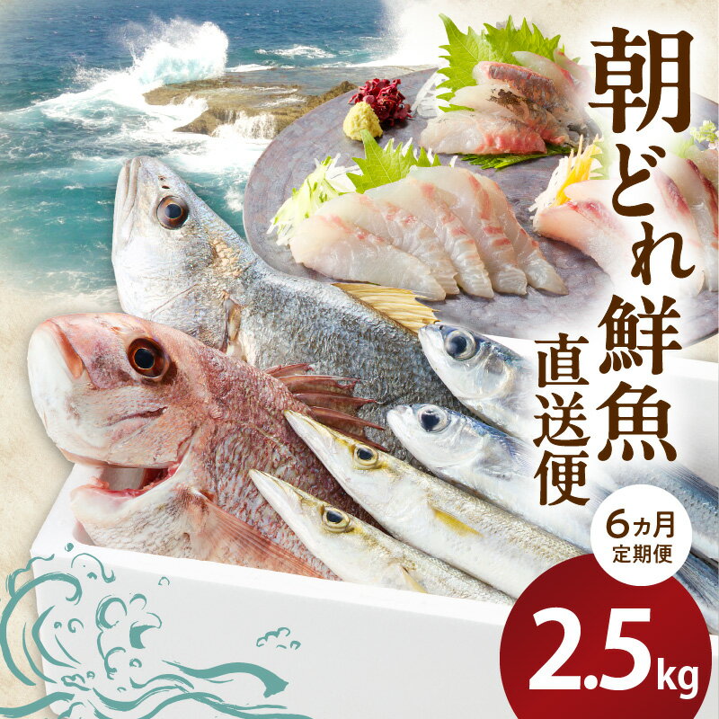 【ふるさと納税】【6ヶ月定期便】 大和海商 朝どれ 鮮魚 直送 定期便 2.5kg 1本物 朝ジメ 旬 国産 煮る 焼く 揚げる アレンジ 刺し身 塩焼き 煮付け 唐揚げ ホイル焼き カルパッチョ アクアパッツァ 祝いの席 日向灘 宮崎県 延岡市 お取り寄せ お取り寄せグルメ 送料無料