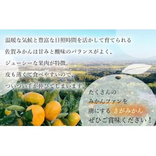【期間限定】さがみかん (5代目みかん) 4.5kg【温州みかん 甘い 濃厚 ジューシー コク 完熟 熟成みかん 蔵出し 蔵入り 柑橘 密柑 ギフト 果物 フルーツ 佐賀県産 佐賀県 大和 太良 石橋