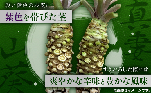 那賀わさび (真妻) 約300g 3～6本【徳島県 那賀町 生産者直送 産地直送 本わさび わさび ワサビ 生わさび 山葵 野菜 香味野菜 国産 真妻 薬味 調味料 万能 新鮮】FN-08