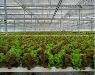 4A3天然水のサラダ（根付きリーフレタス）