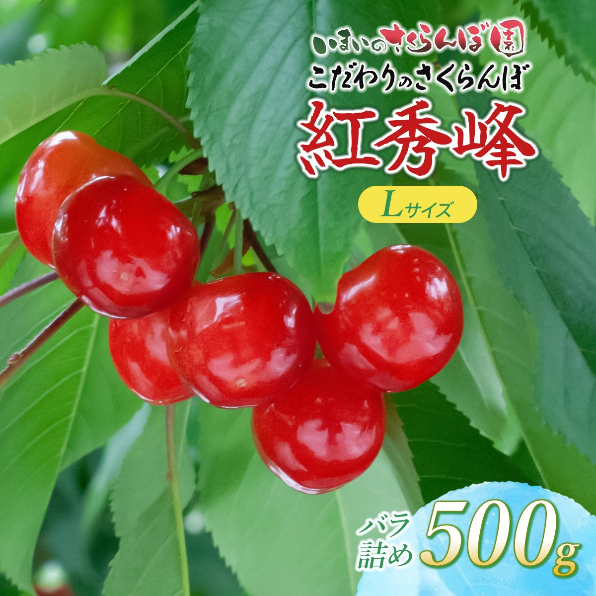 【令和9年産先行予約】こだわりのさくらんぼ「紅秀峰」(Lサイズ以上)　バラ詰め 500g いまいのさくらんぼ園 K-935 Lサイズ 500g