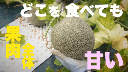 【先行予約】メロン 北海道 共和町産 らいでんメロン 赤肉 2玉 セット フルーツ 果物 産地直送 JAきょうわ 果実 赤肉メロン  （2026年8月下旬～9月上旬発送）