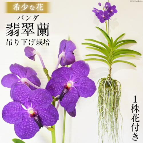 AG051希少な花　心躍る「華やかな恋」の予感　翡翠蘭（バンダ）　１株花付き