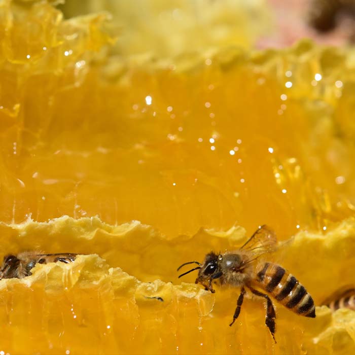 はちみつ太良 4kg