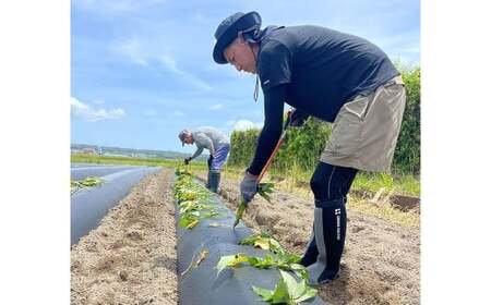 静岡県菊川市 個包装で食べやすい干し芋 （べにはるか 5枚入り×10袋） 150g×10袋 計1500g 【2024年11月下旬より発送予定】 干し芋 ほしいも 小分け 紅はるか さつまいも 袋