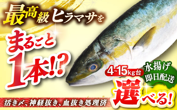 
            【選べるサイズ4～15キロ台】 壱岐島産天然ヒラマサ（丸もの） 《壱岐市》【壱岐島　玄海屋】[JBS069]  ヒラマサ 魚 刺身 煮物 カルパッチョ お寿司  
          