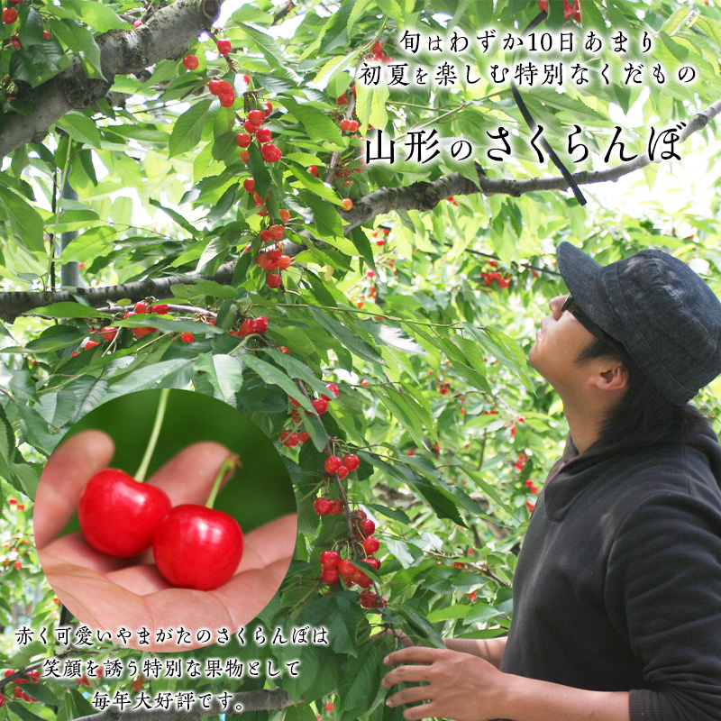 山形産 さくらんぼ 佐藤錦 1kg Lサイズ バラ詰め FY25-099