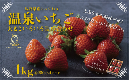 【1173】鳥取県産とっておき「温泉いちご」大きさいろいろ詰め合わせ 1キロ