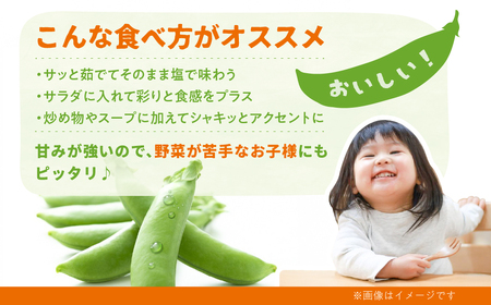 先行予約  野菜 スナップエンドウ 1kg / 野菜 エンドウ　池田農園