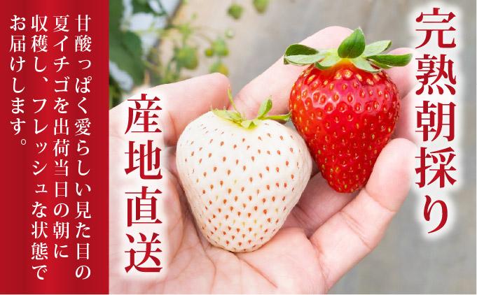 ＜2026年先行予約＞ サラダないちご（赤・白）【ecg-003】